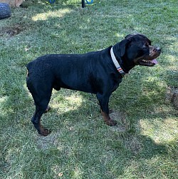 Jemar’s Popeye. Male Rottweiler 2 years old. 402ROTTS