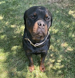 Jemar’s Popeye. Male Rottweiler 2 years old. 402ROTTS